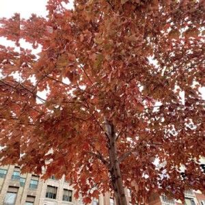 Meet your Posher, Carine